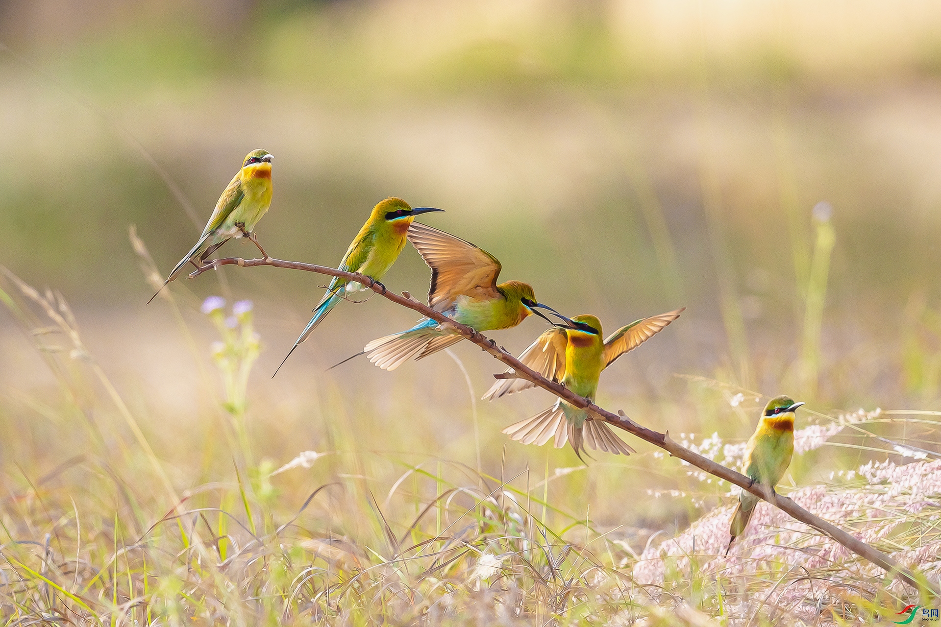 BP1I0438-2 ����.jpg