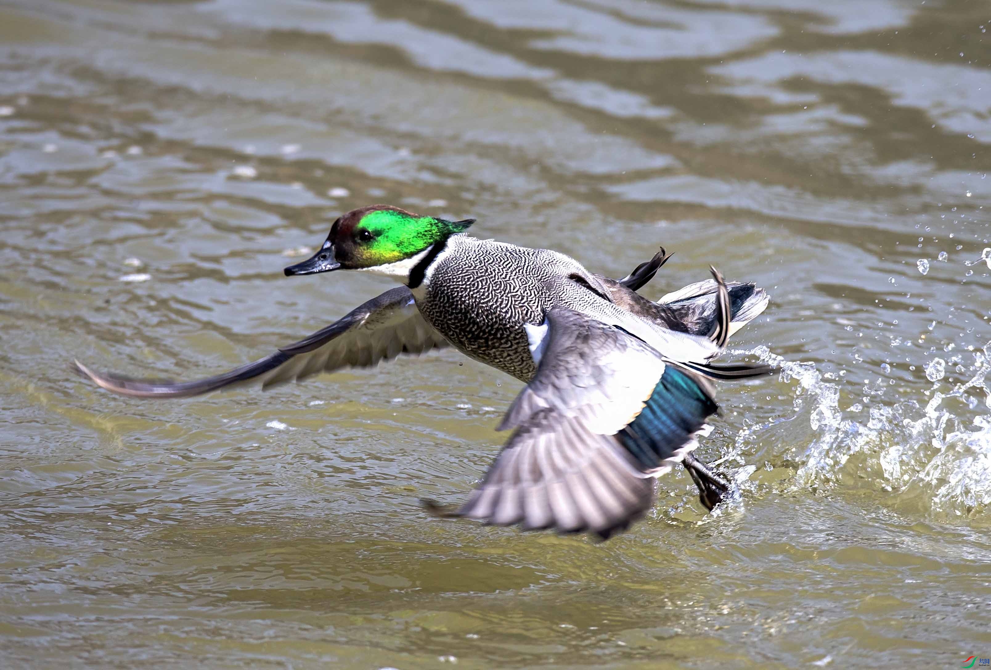 008I3101-1 ����.jpg