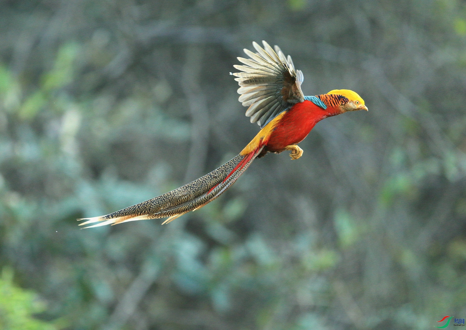 ���� DN4W6840 .jpg