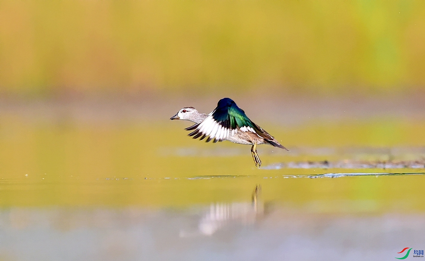DSC_5362_conew1.jpg