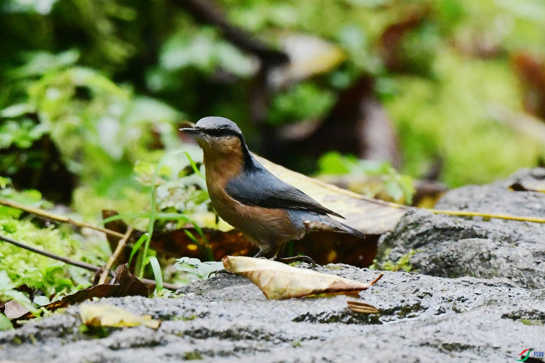 DSC_8884_����.jpg���ɹ�.jpg