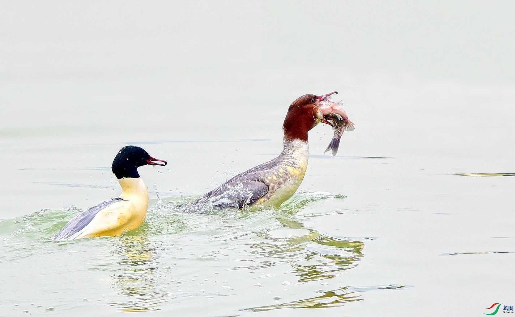 DSC_8258_conew3.jpg