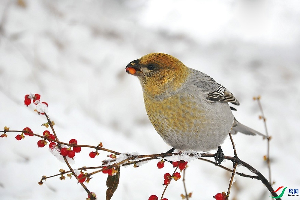 ������  ��ʦ���������ɹ����������ױ����и�����.jpg