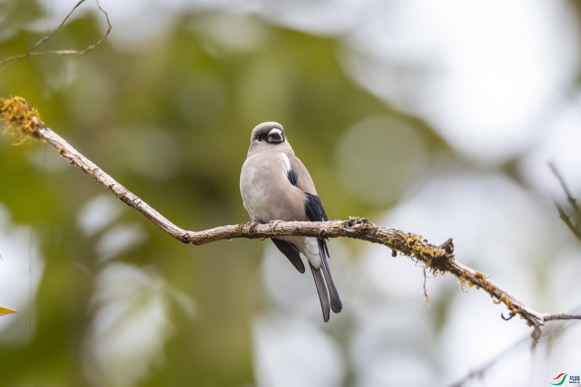 ϲ��  ��ʦ������������������֥����ī����.jpg