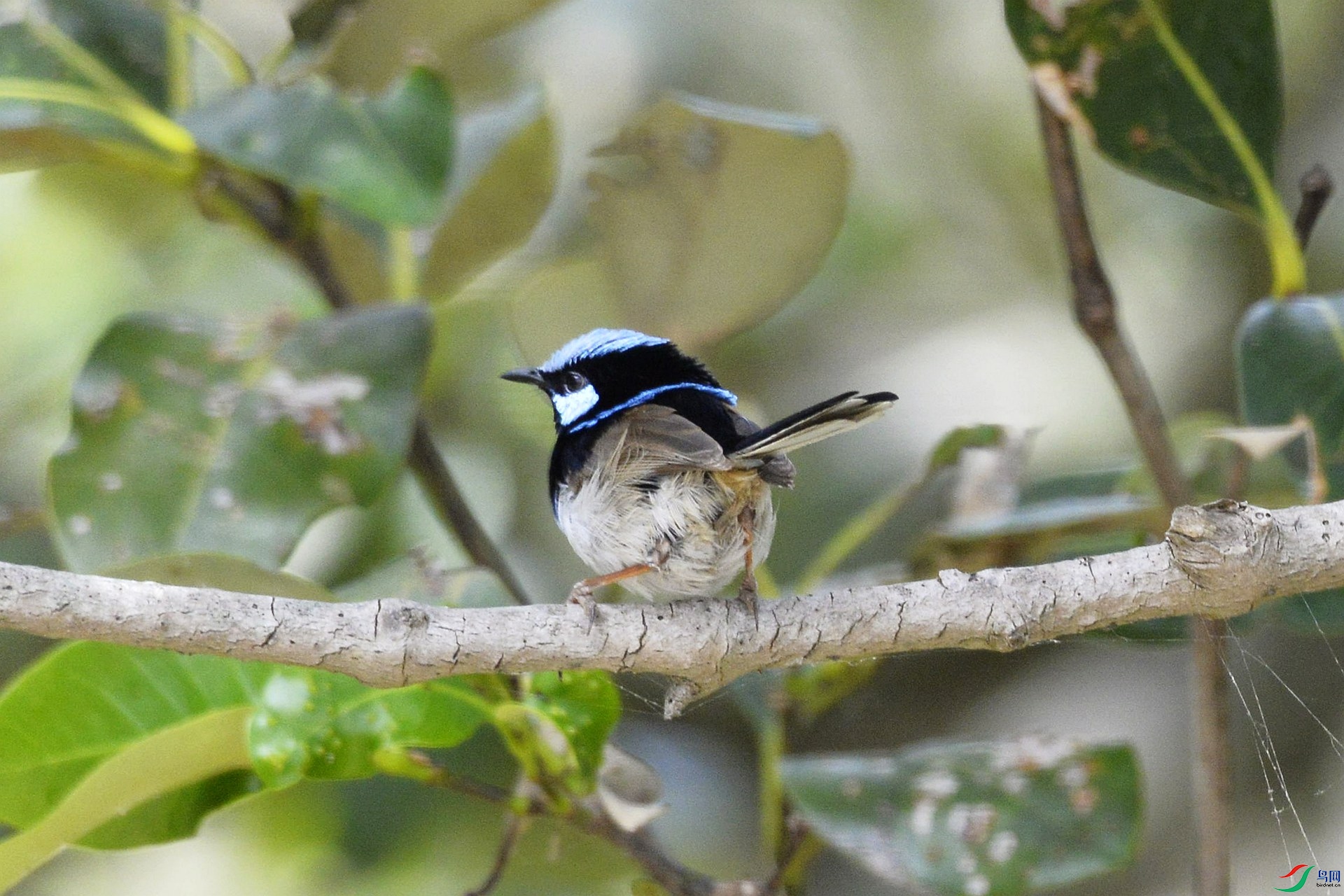 华丽细尾鹩莺maluruscyaneus