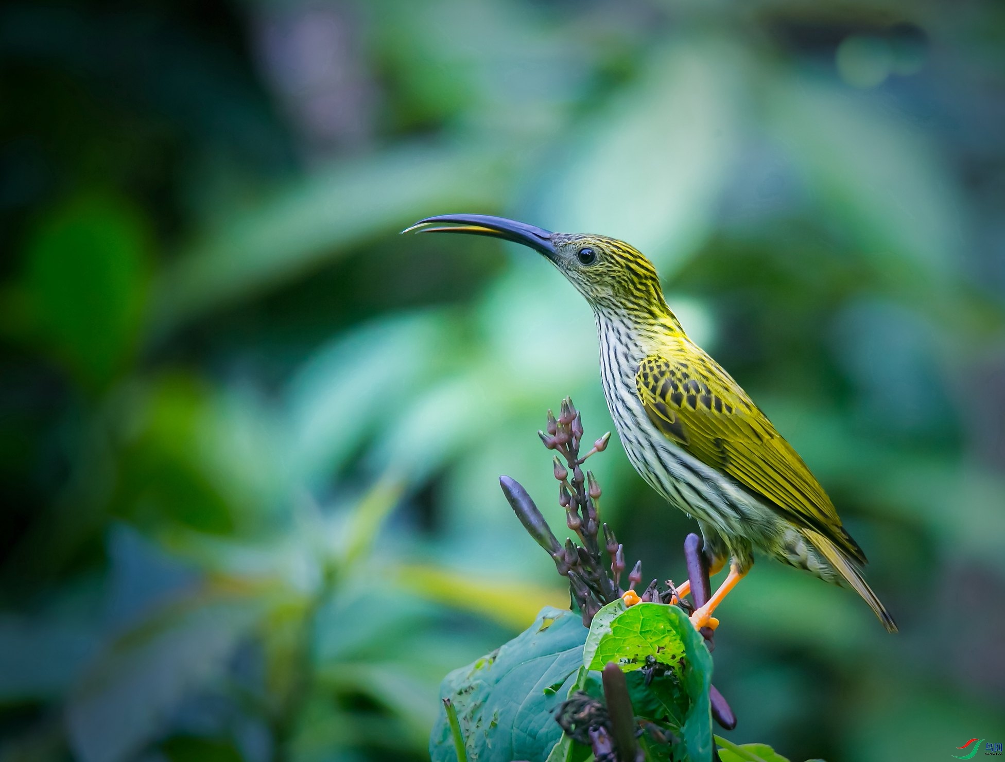 �Ʊ�������