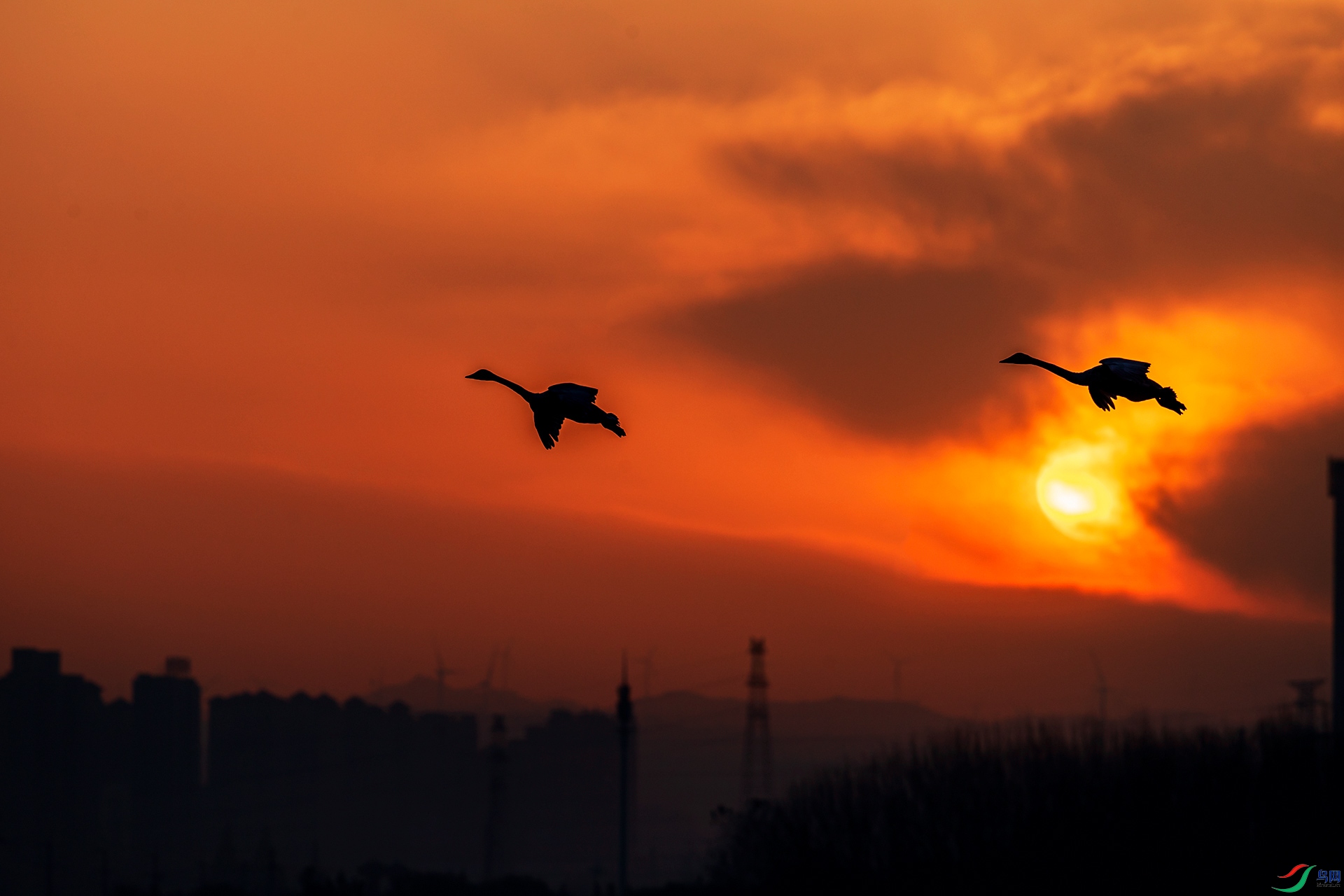 ������Ѫ