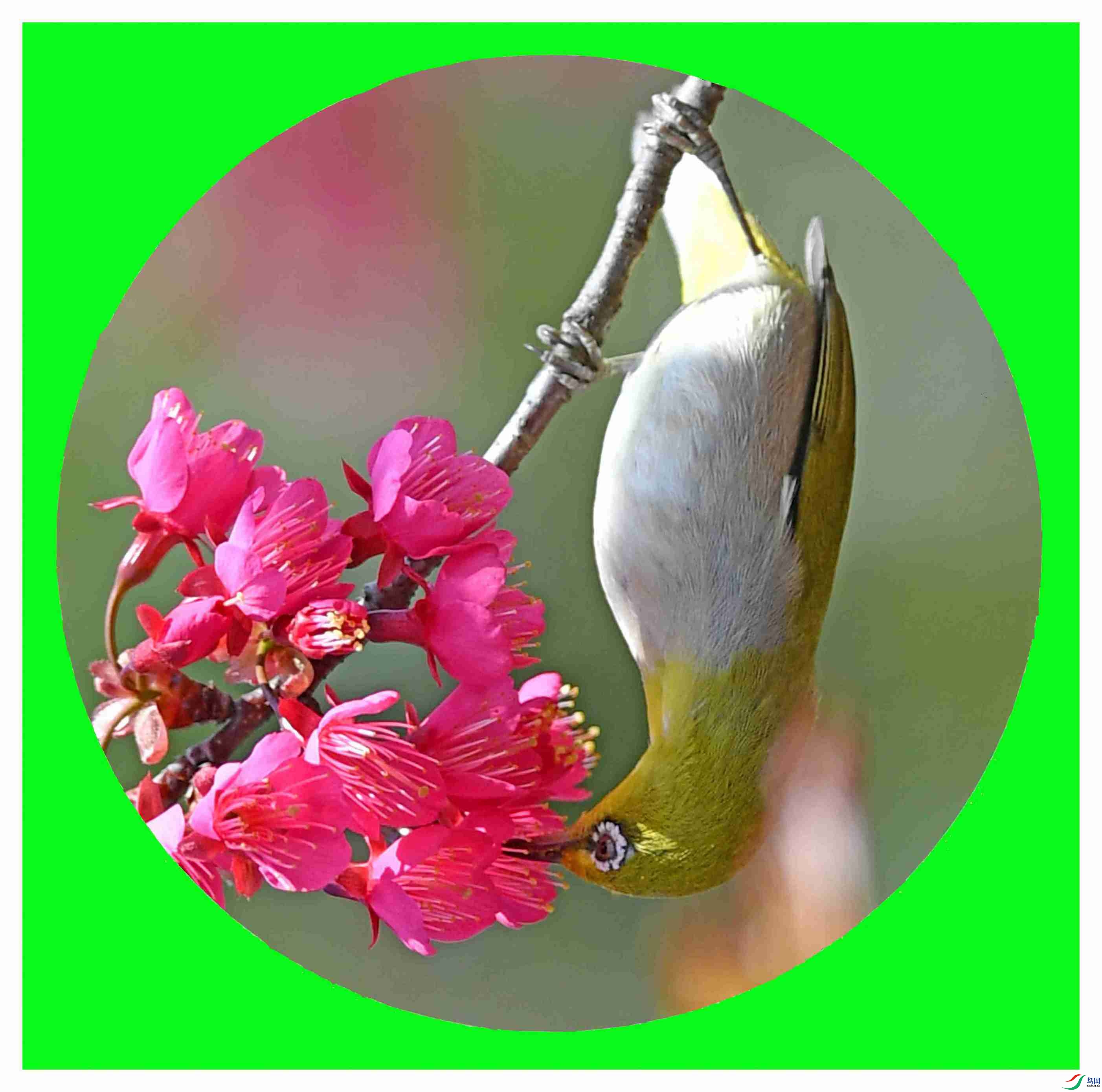 [����] Բ������ͼ-���ҽ𹳵�������-w.jpg