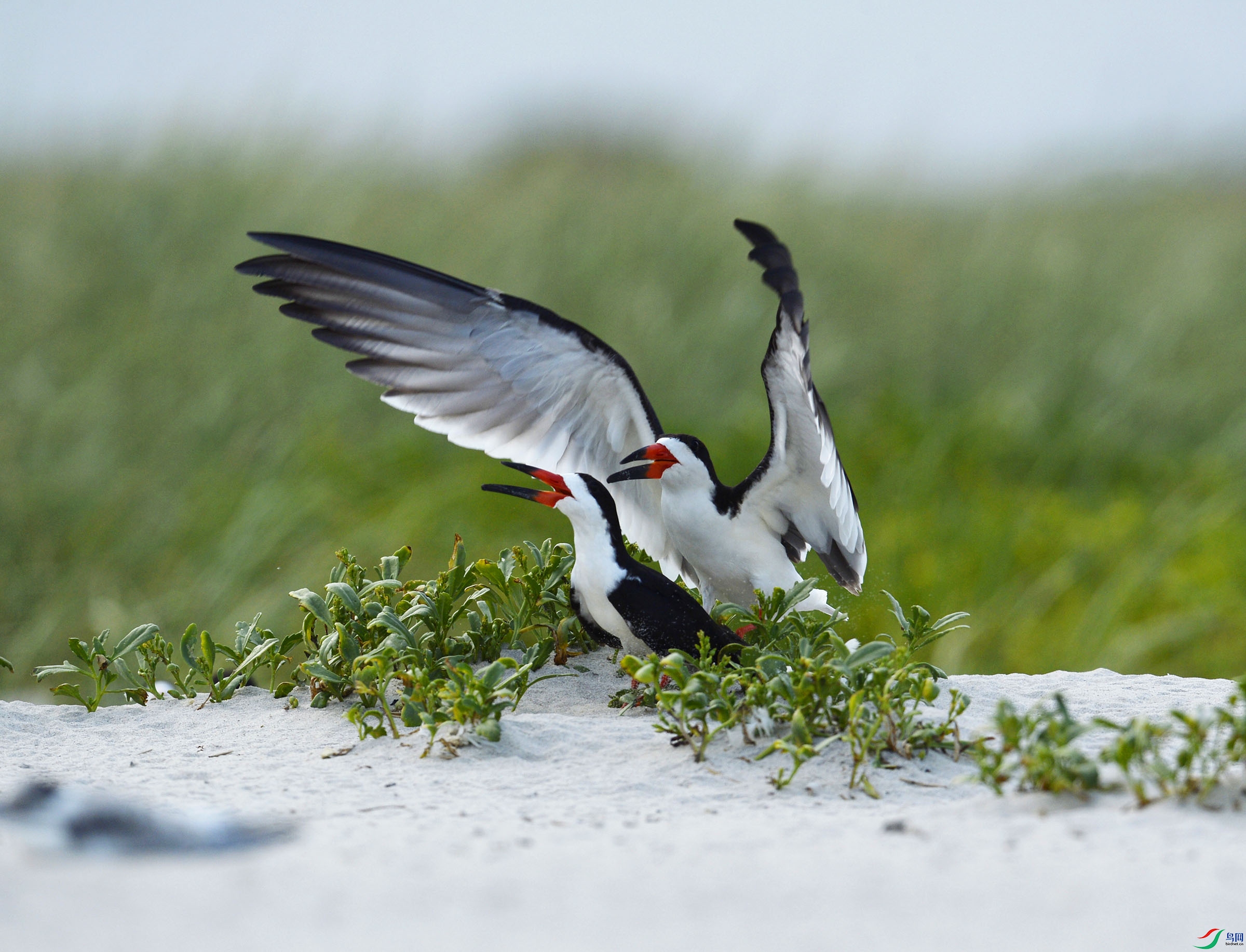 _DSC0860 - ����.JPG