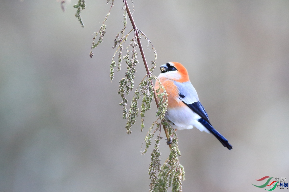 ����  ��ʦ�����������������տ����������ľ��1.jpg