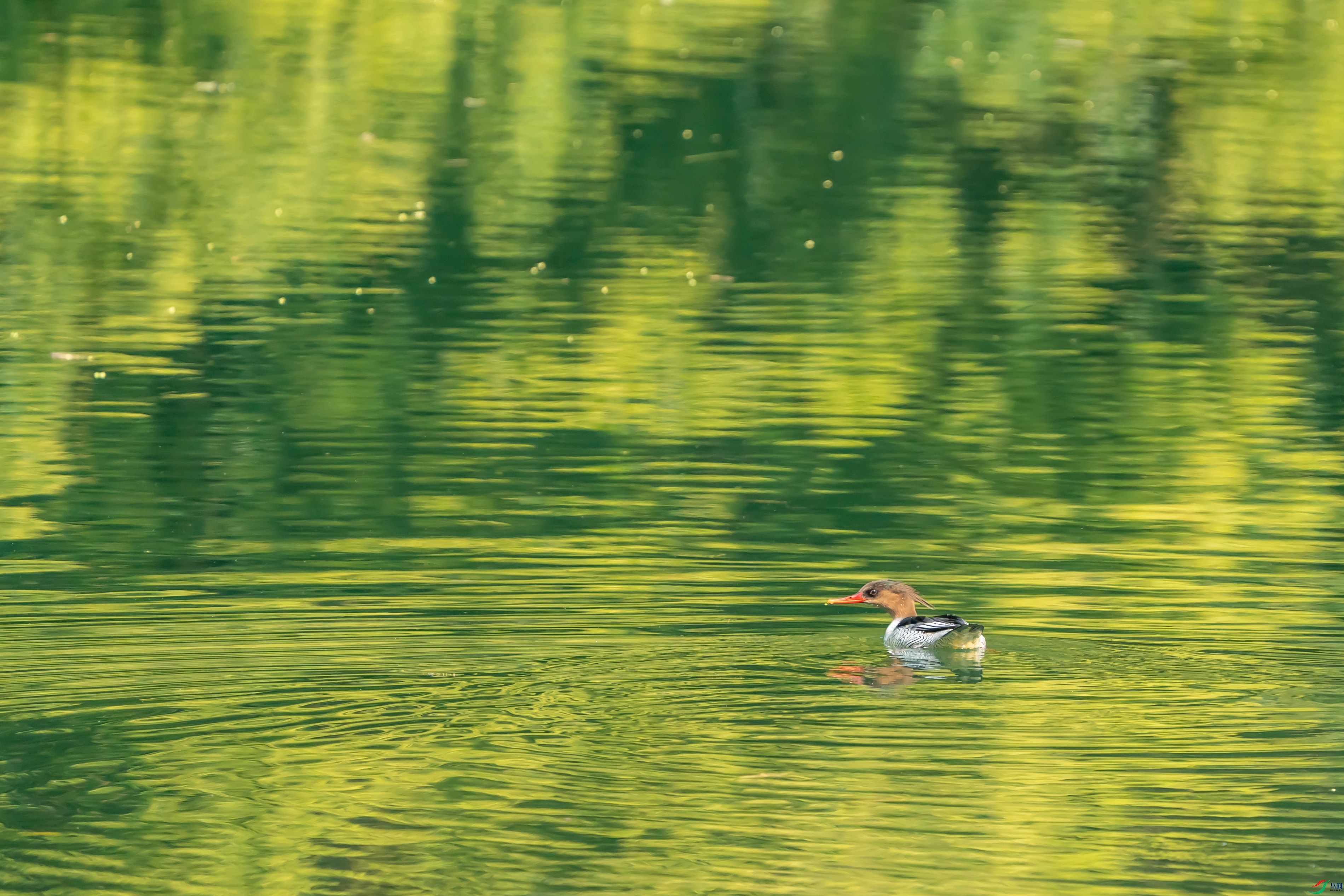 ZZX09443 ����.jpg