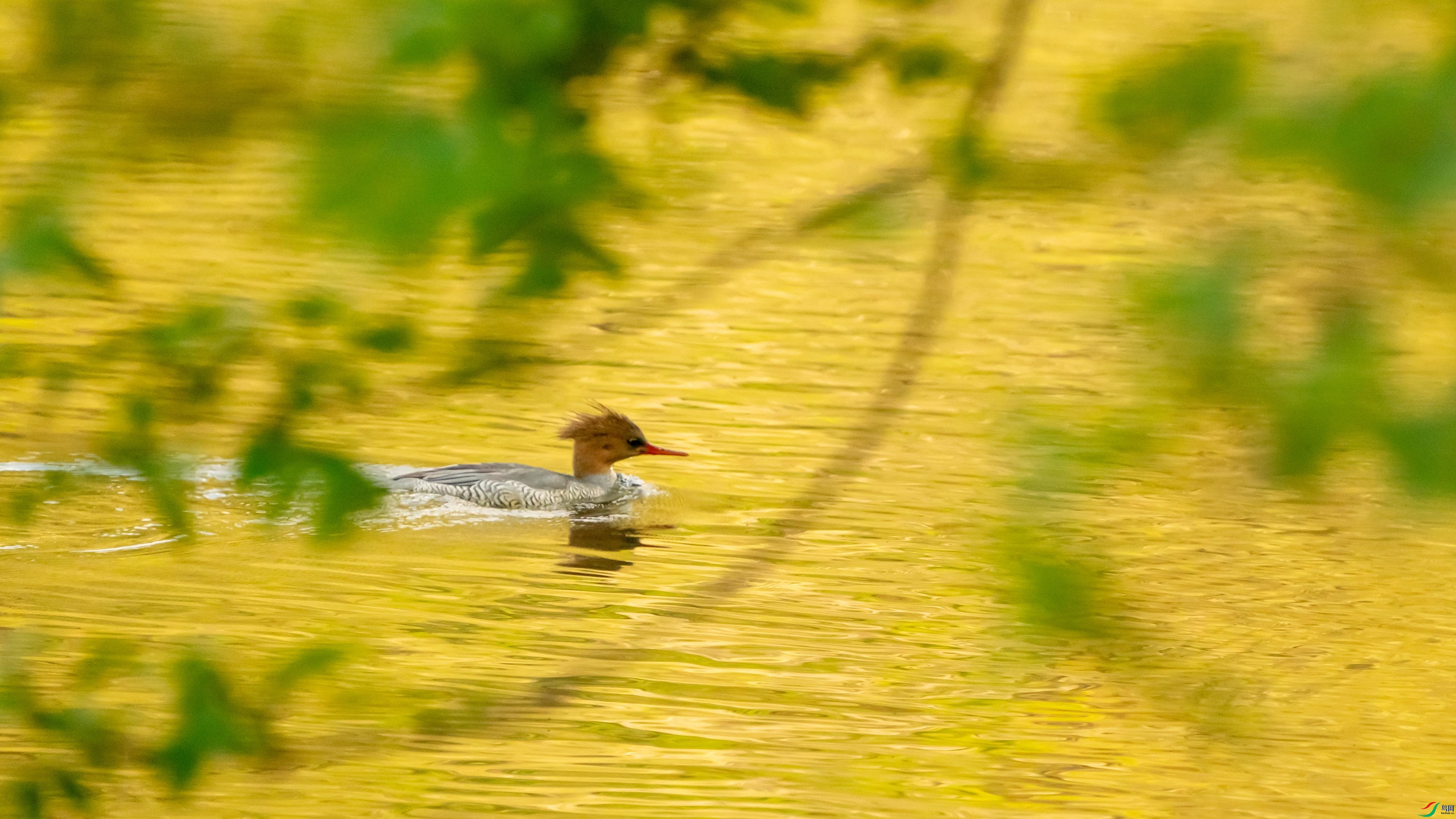 ZZX09815 ����.jpg