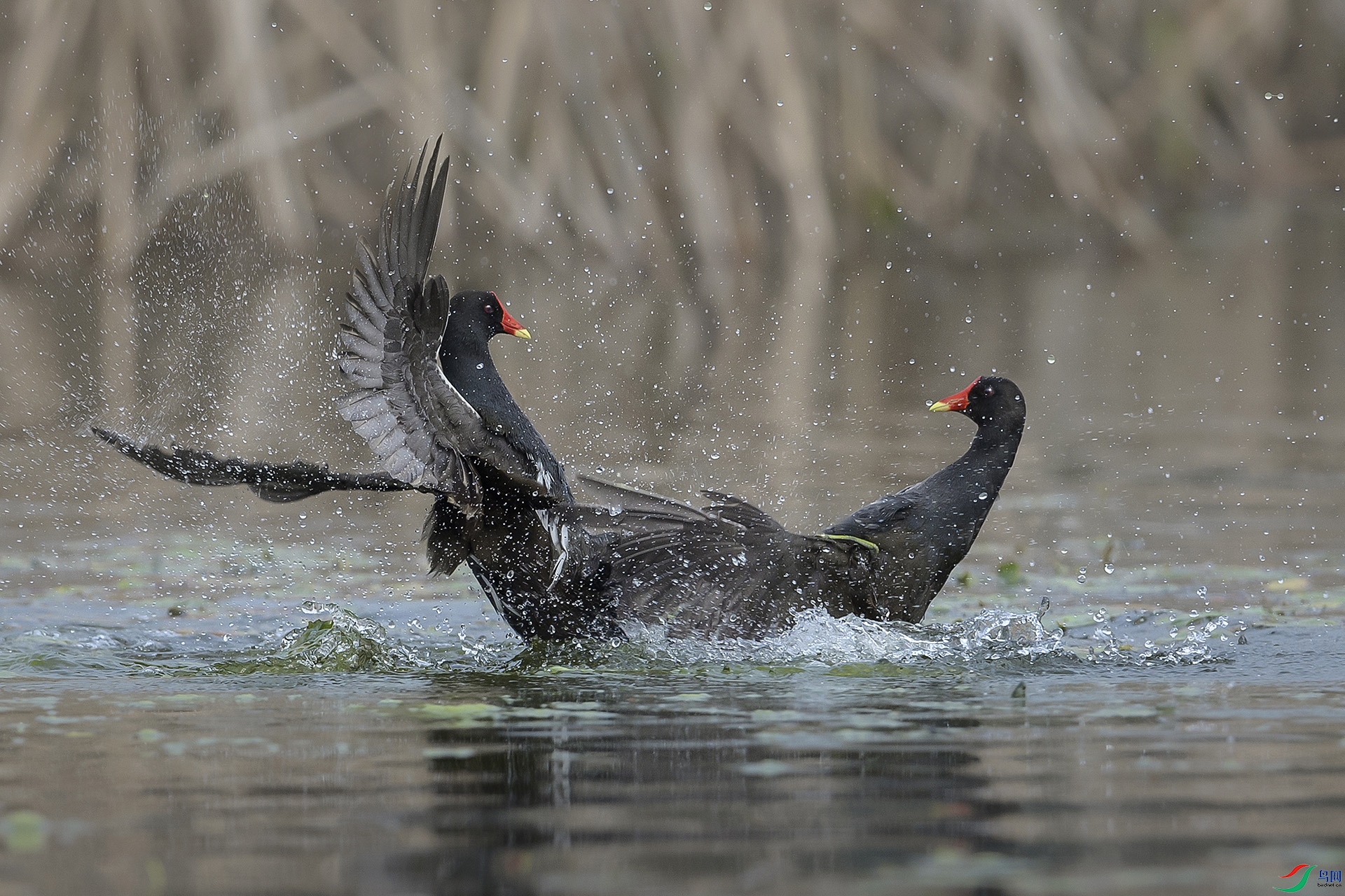 DSC_2353 ����z.jpg