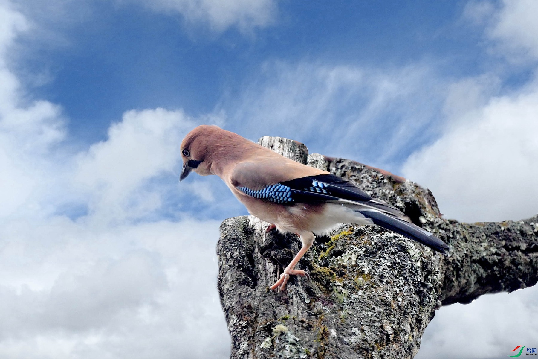 DSC_3679_����.jpgҰ��.jpg