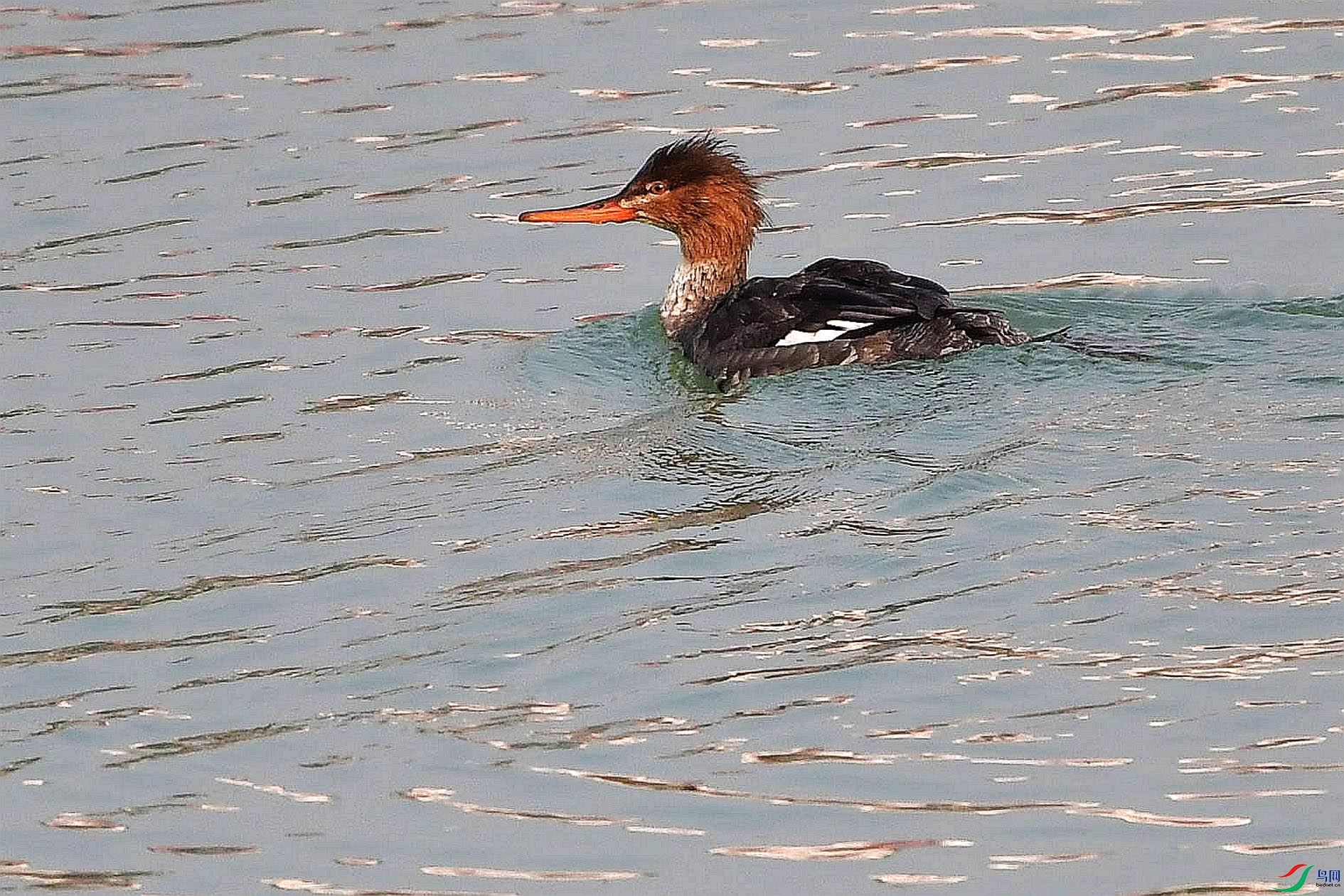 DSC_5376_����.jpg