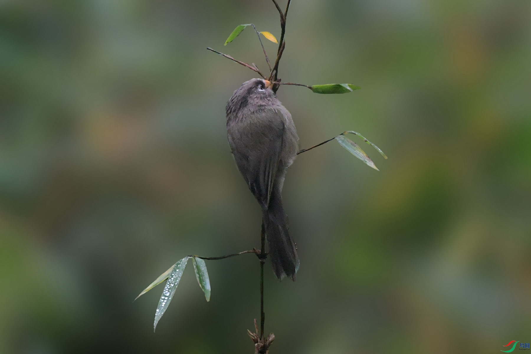 DSC_9208_����0_����.jpg