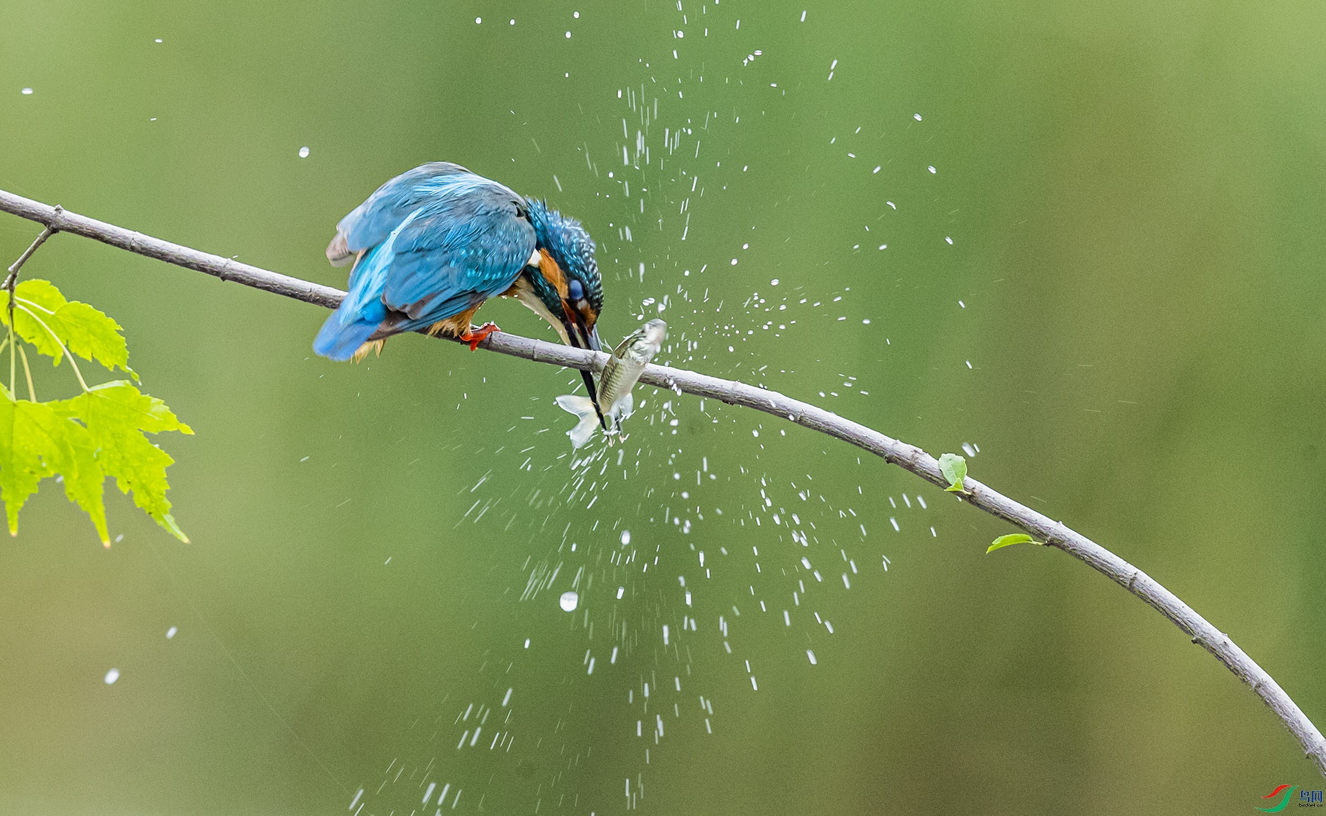 AE8I8532 ����-1.jpg