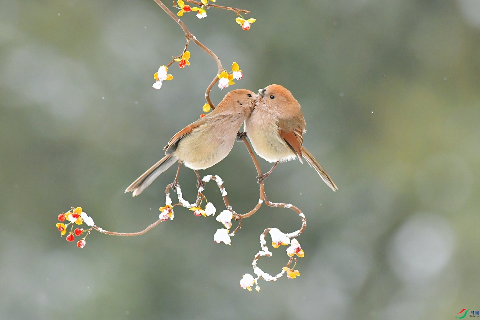 ������黰