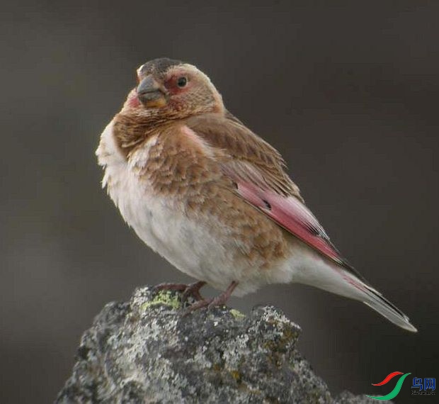 crimsonwinged_finch_ec.jpg
