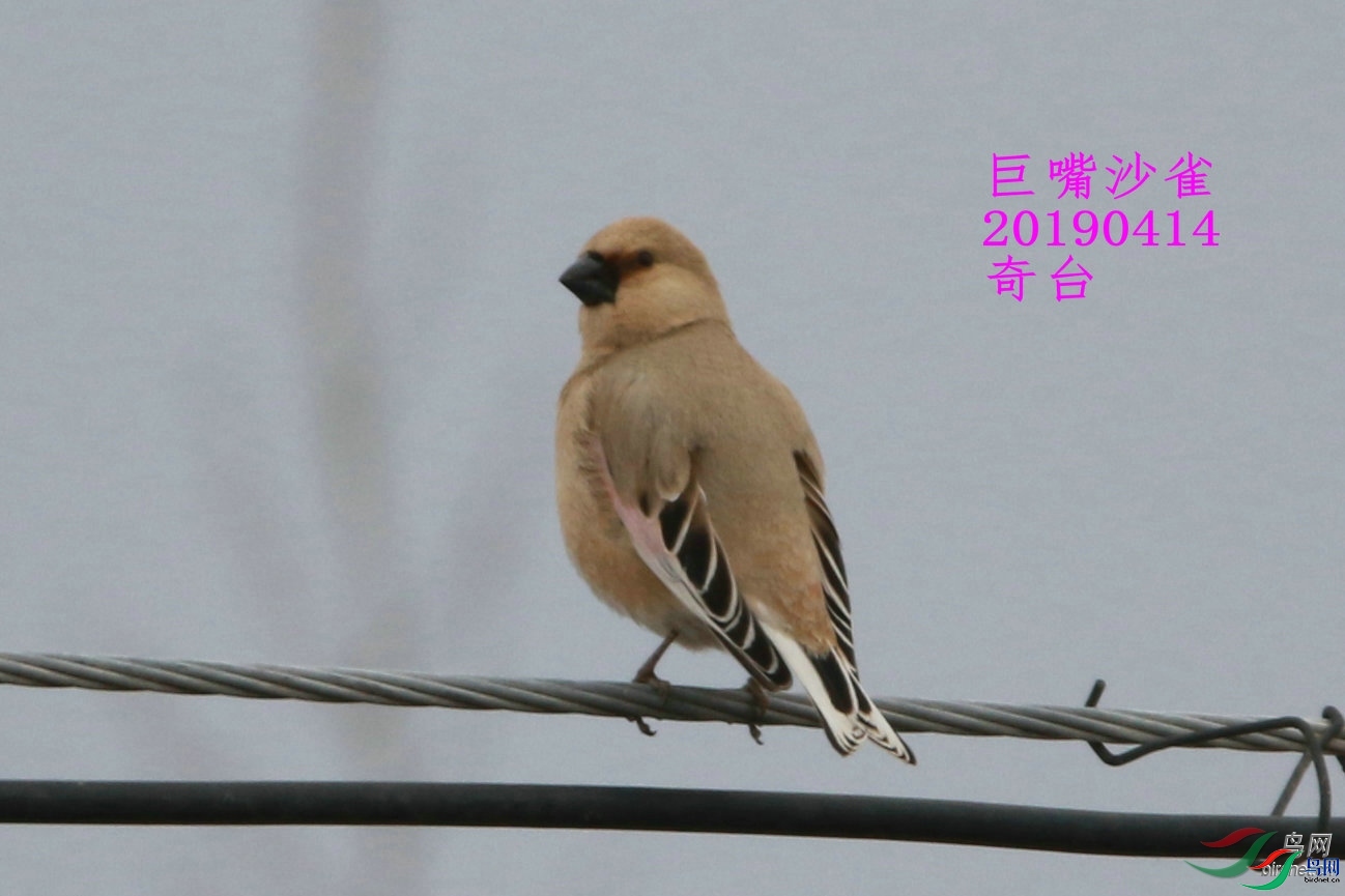 zxf  ��ʦ��������.��.ά.��.��.��������̨��.jpg