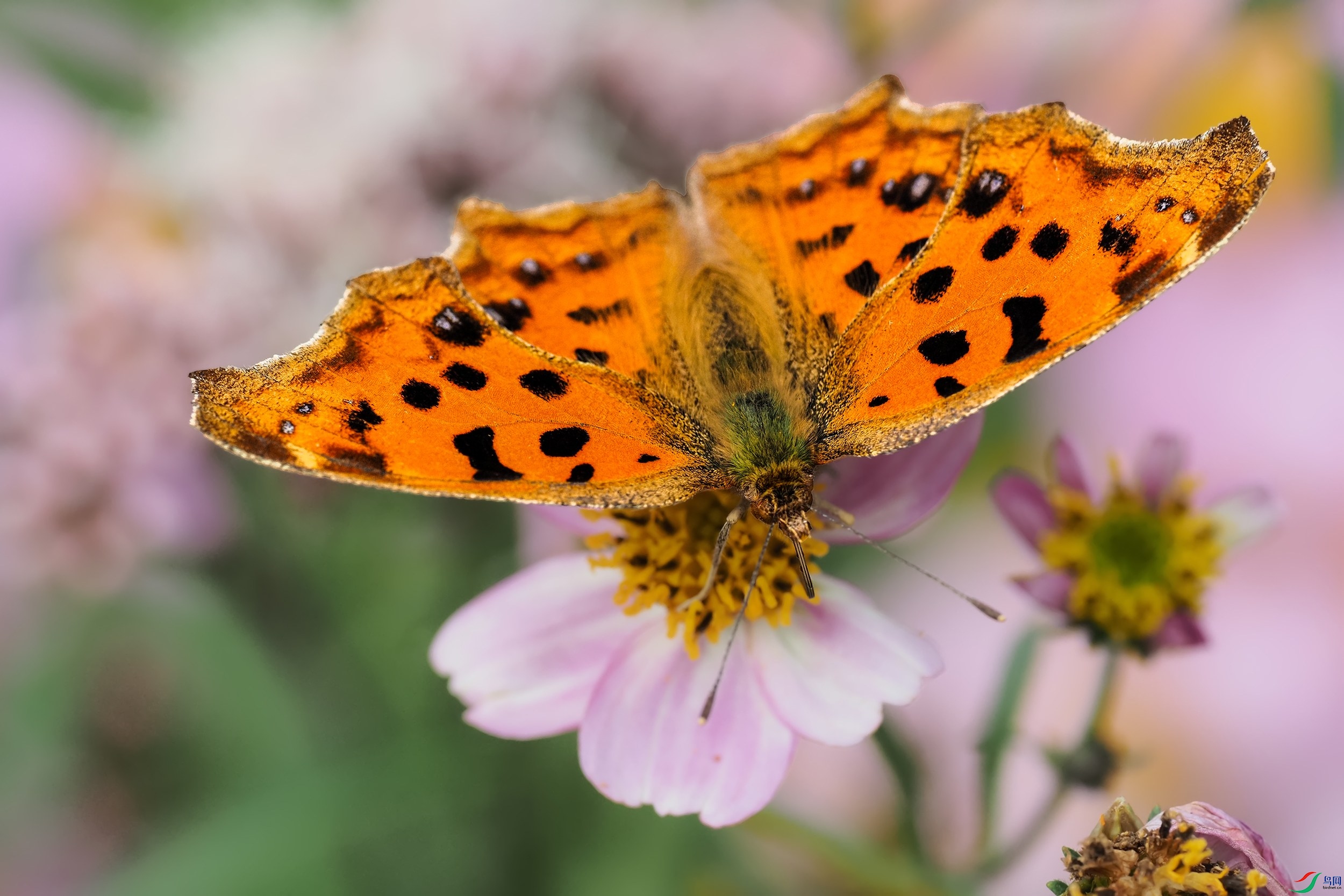 蝶恋花黄钩蛱蝶贺获首页精华
