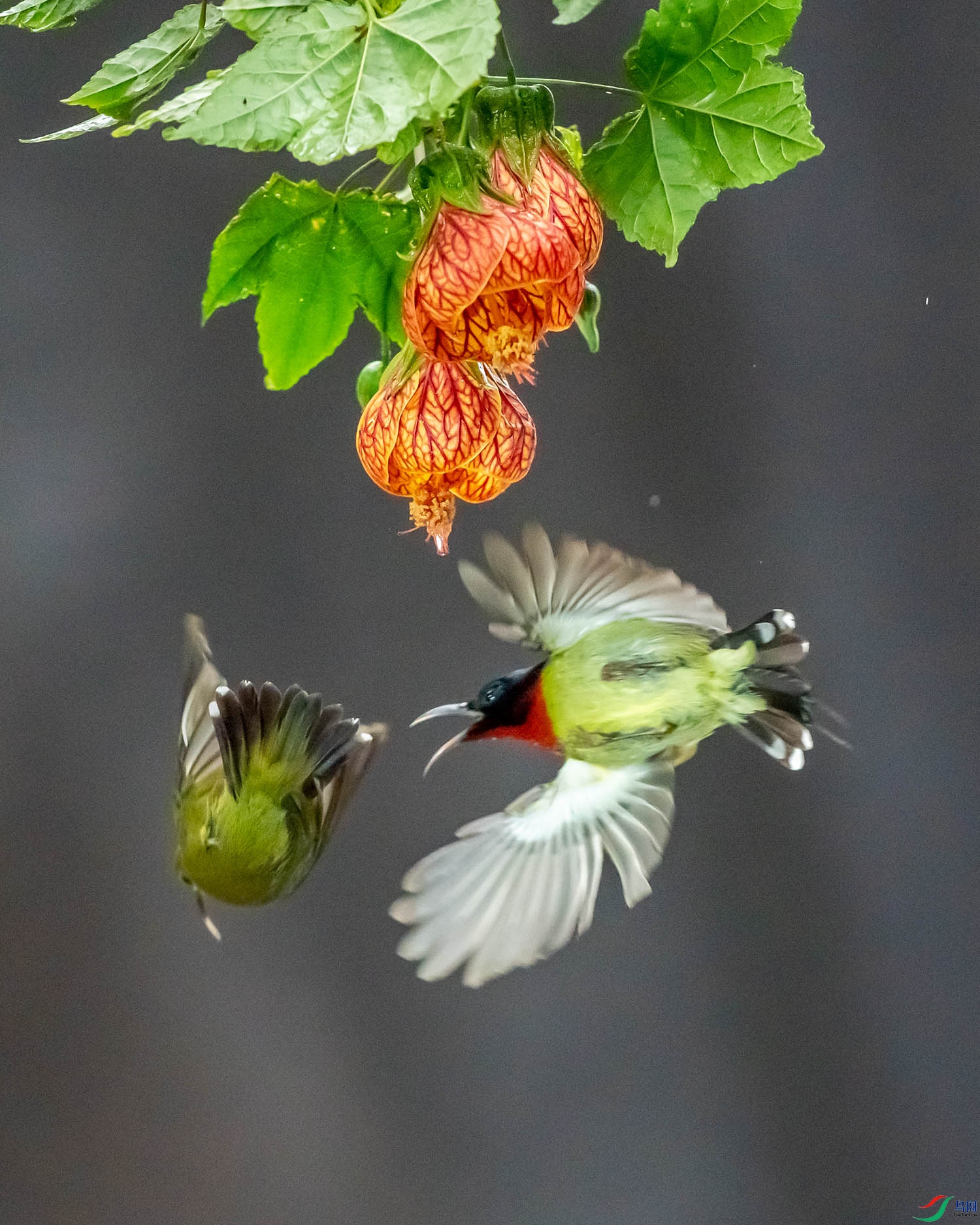 DSC04776 ����.jpg