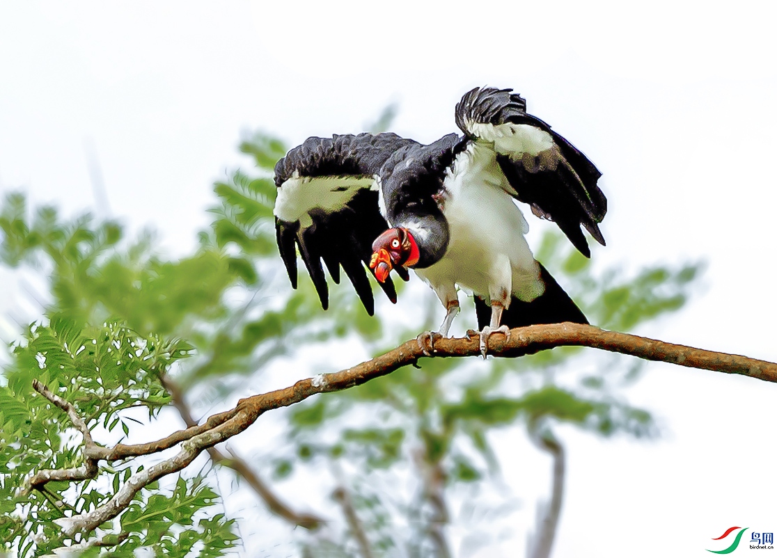 _61B5990-1 ����.jpg