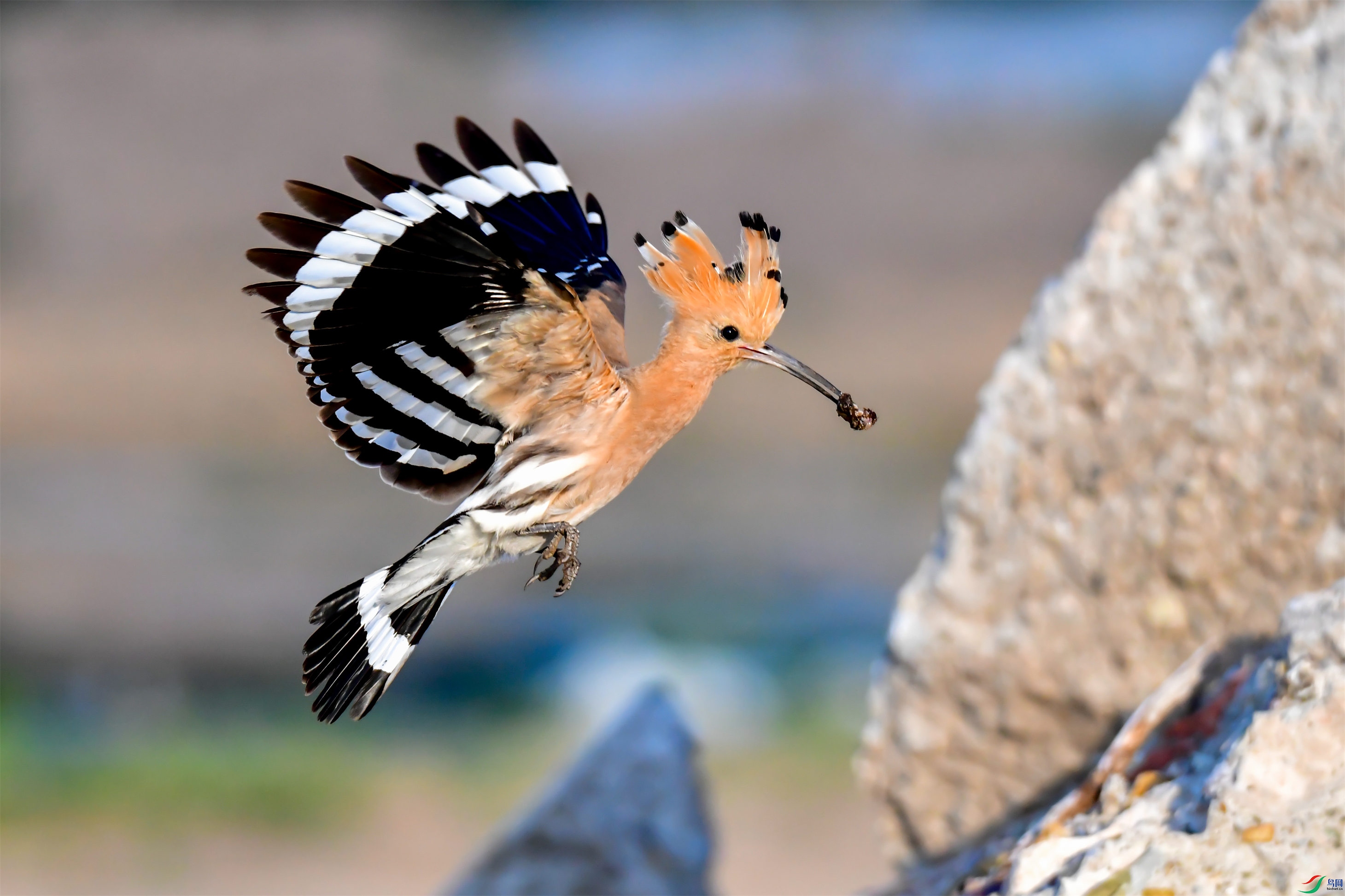 ���ض���