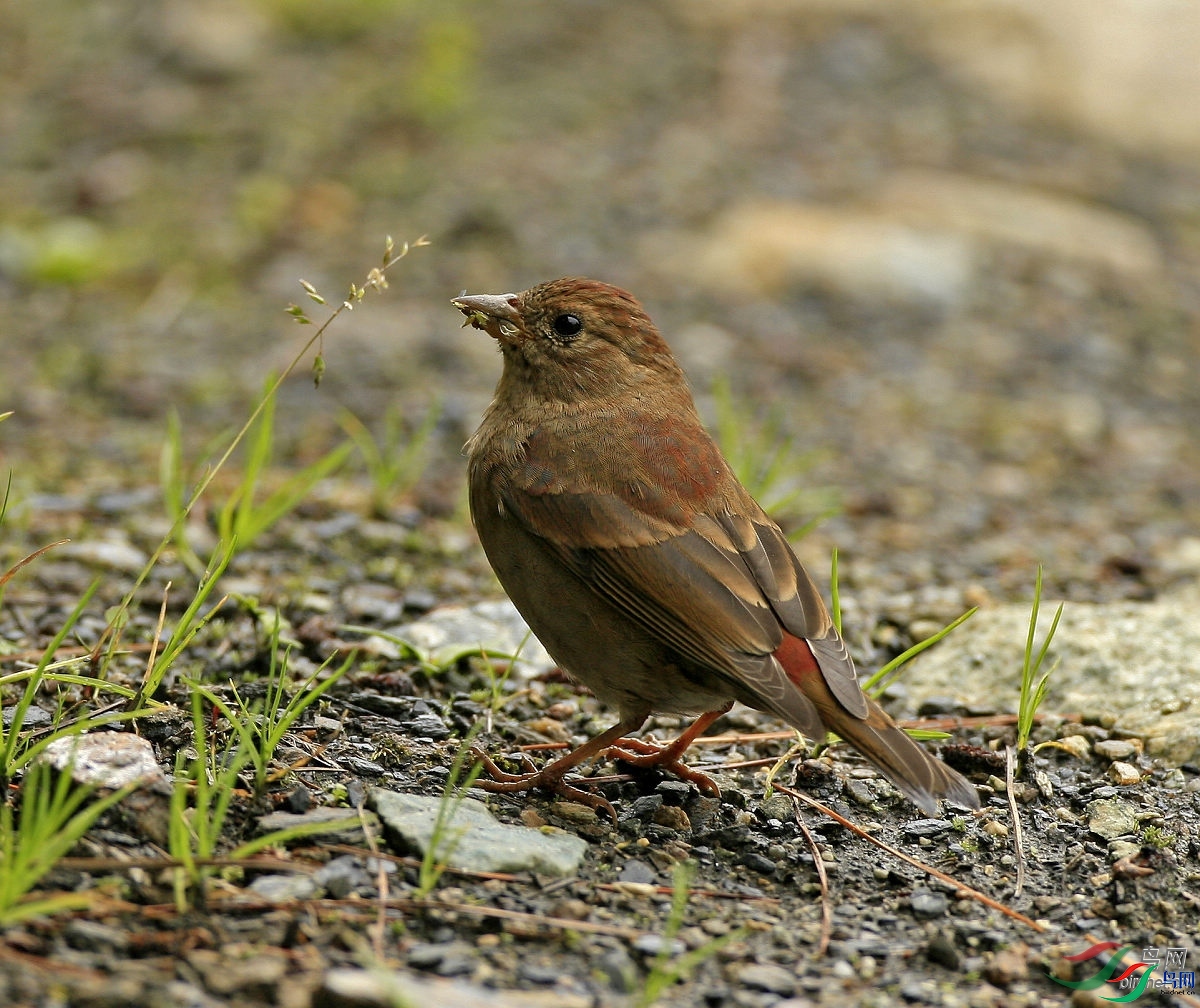 hwameiz  ��ʦ�������Ĵ�ʡ���β��������ݿ�����.jpg