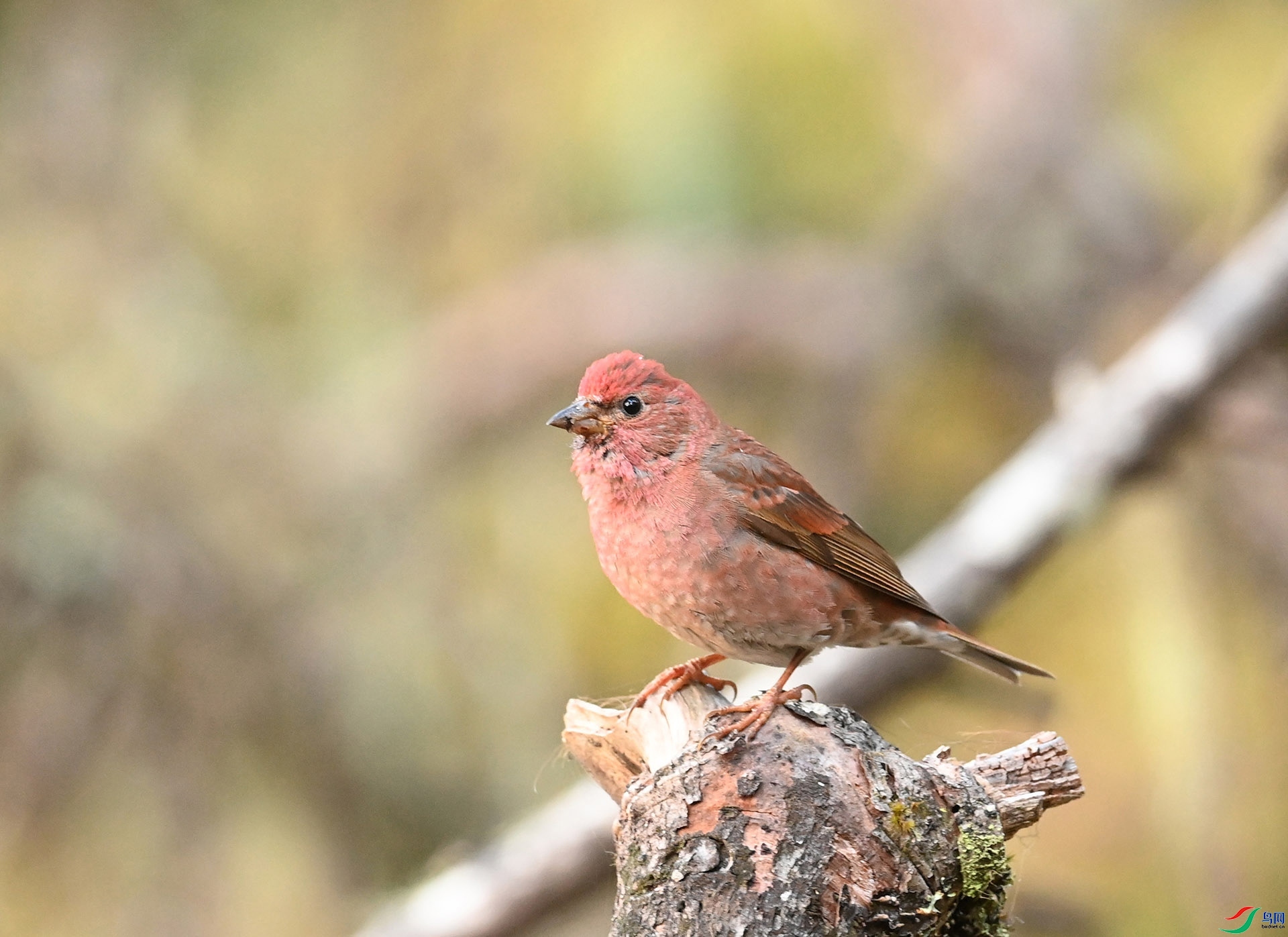 ����ϸ��  ��ʦ����������ʡ����������������������.jpg