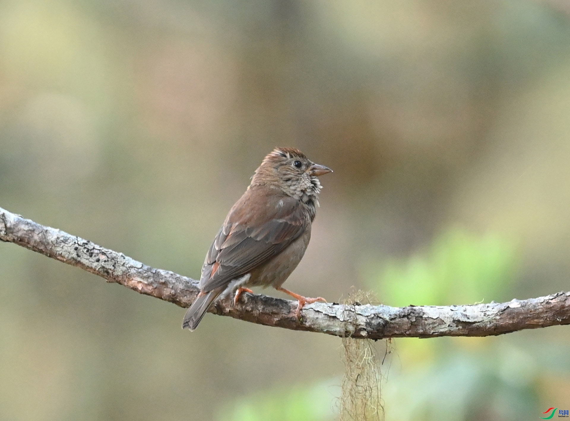 ����ϸ��  ��ʦ����������ʡ����������������������2.jpg