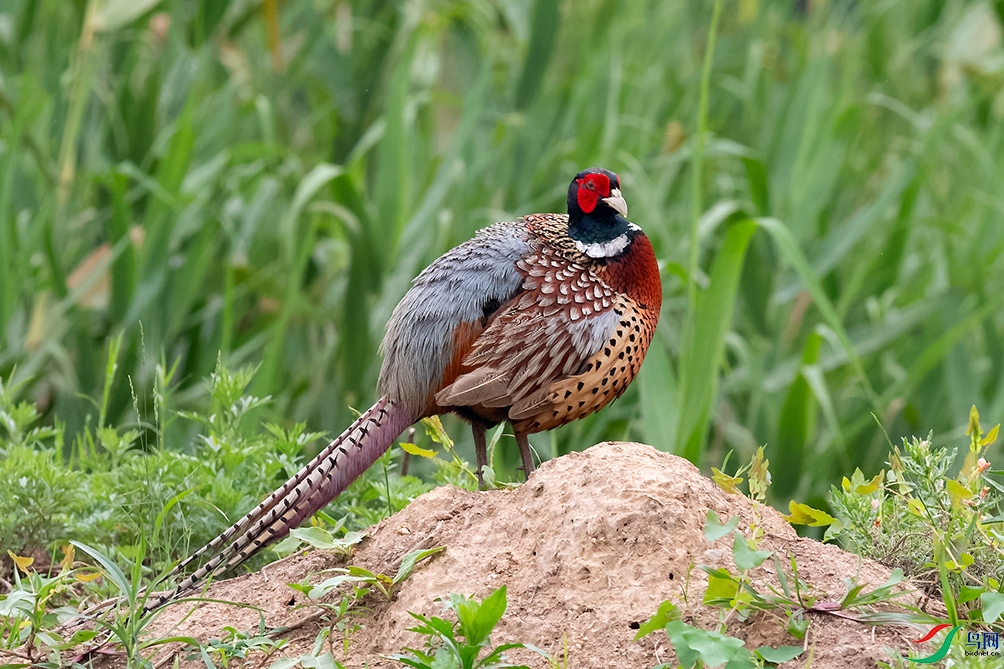 6DSC_6864_DxOa.jpg
