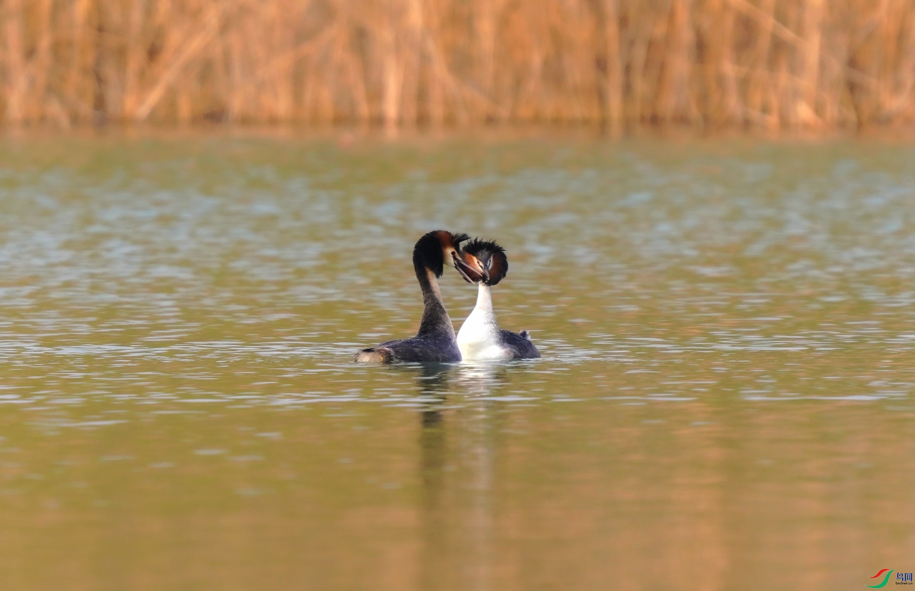 DSC03561_����.jpg