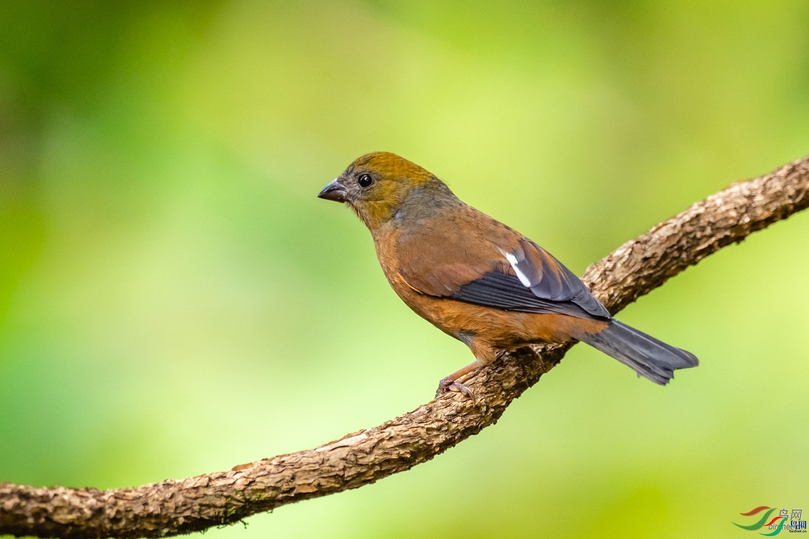 �ķ�ľ��  ��ʦ����������ʡ��ɽ���ڳ���.jpg