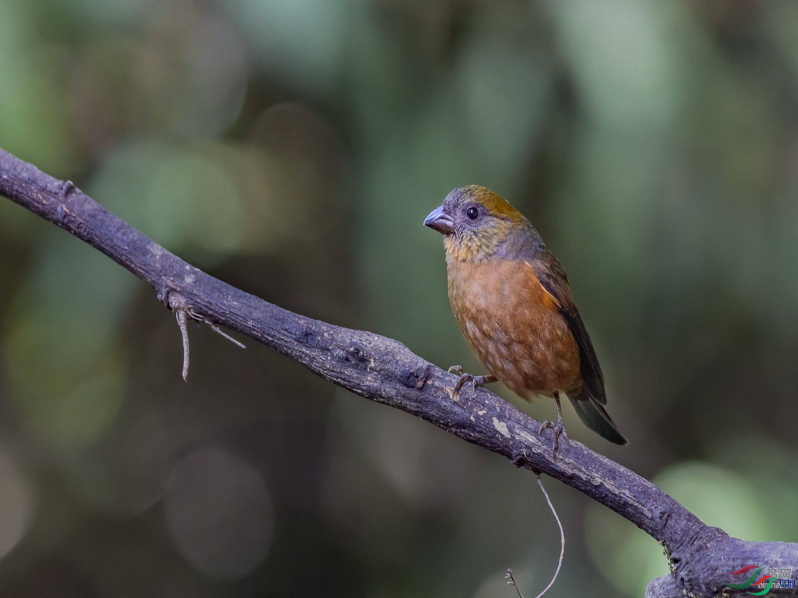 ����ͩ  ��ʦ����������ʡ��ɽ���ڳ���.jpg