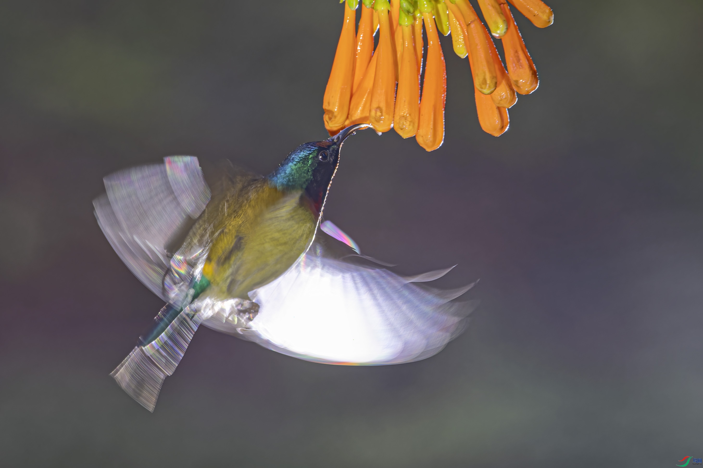 _DSC5693_DxO.jpg