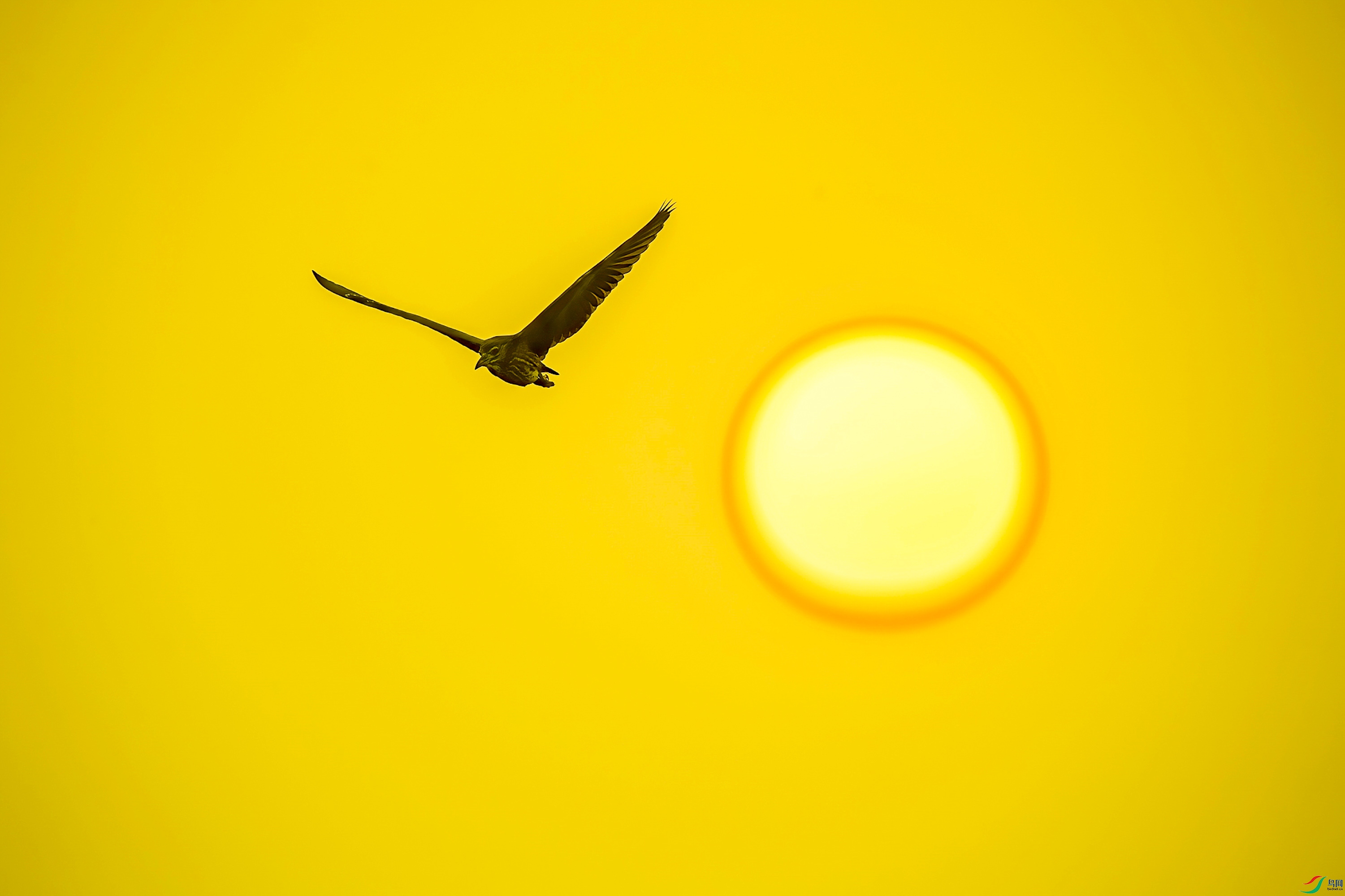 DSC_3635-_����_1.jpg