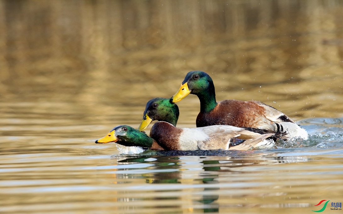 A93A2139-1.jpg