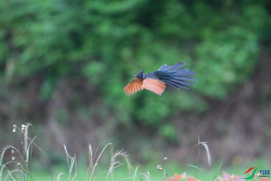 DSC08387_cr-1.jpg