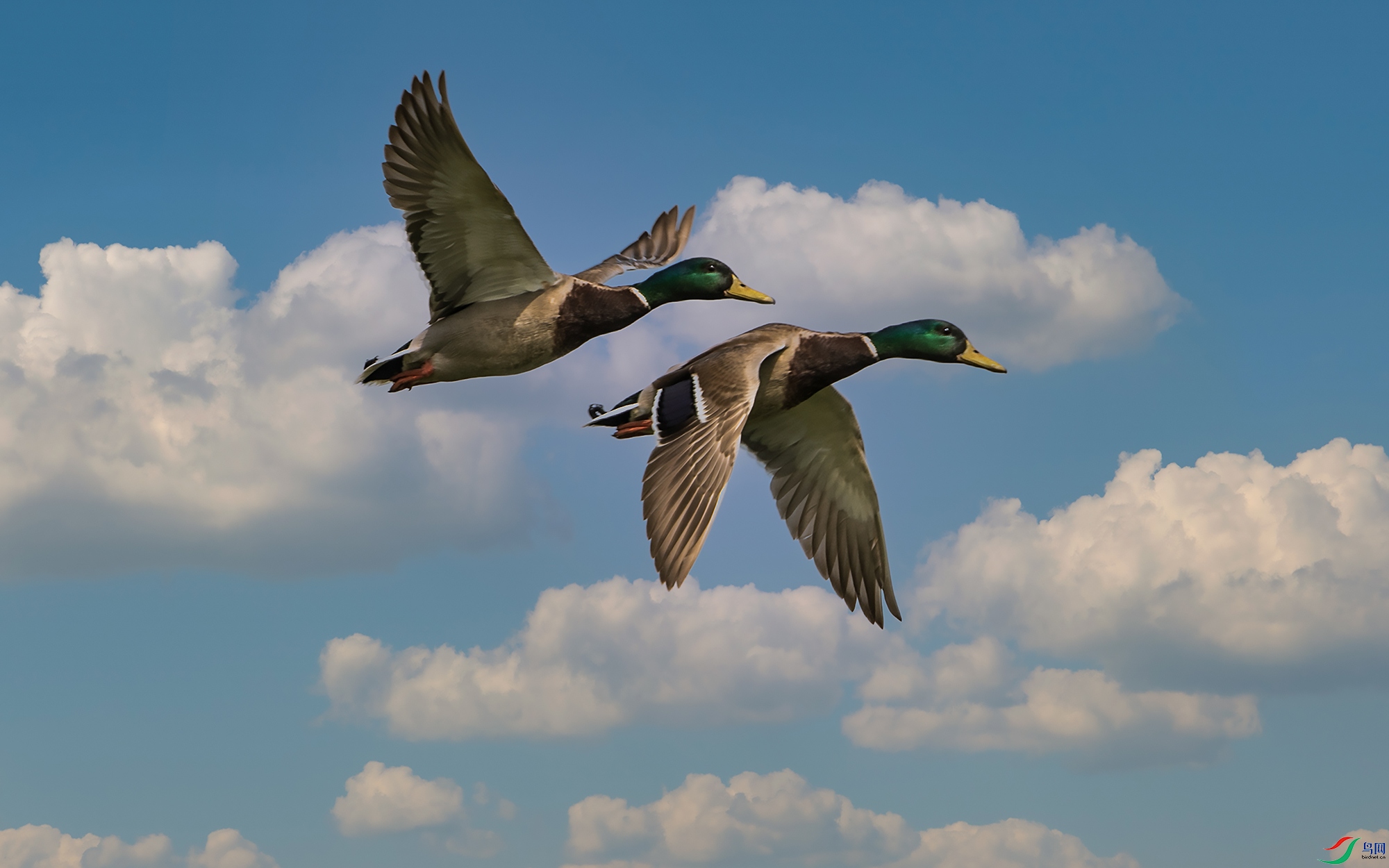 AW4I3717-1.jpg