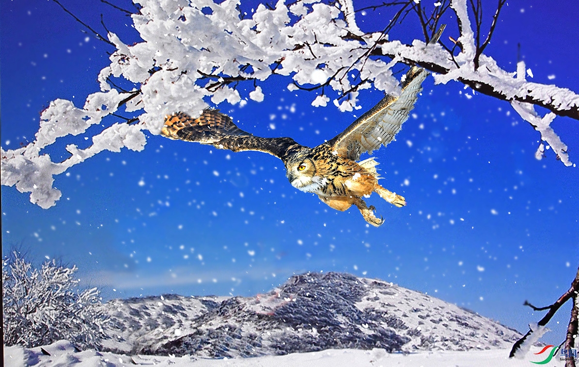 5.��ѩ�׷�����{9855AM2.jpg