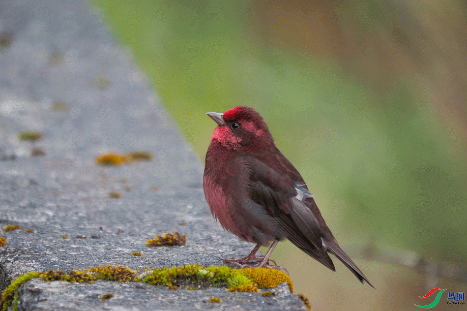 ������  ��ʦ����������ʡ�������������ά��������������.gif