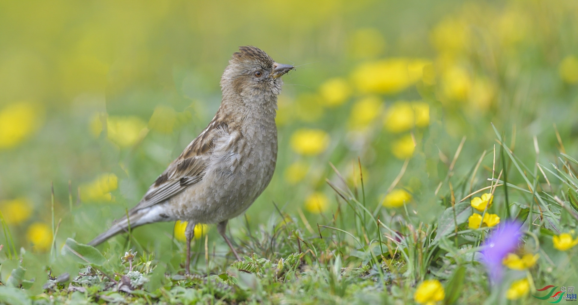 ������  ��ʦ�������Ĵ�ʡ���Ӳ���Ǽ���������봨��.jpg