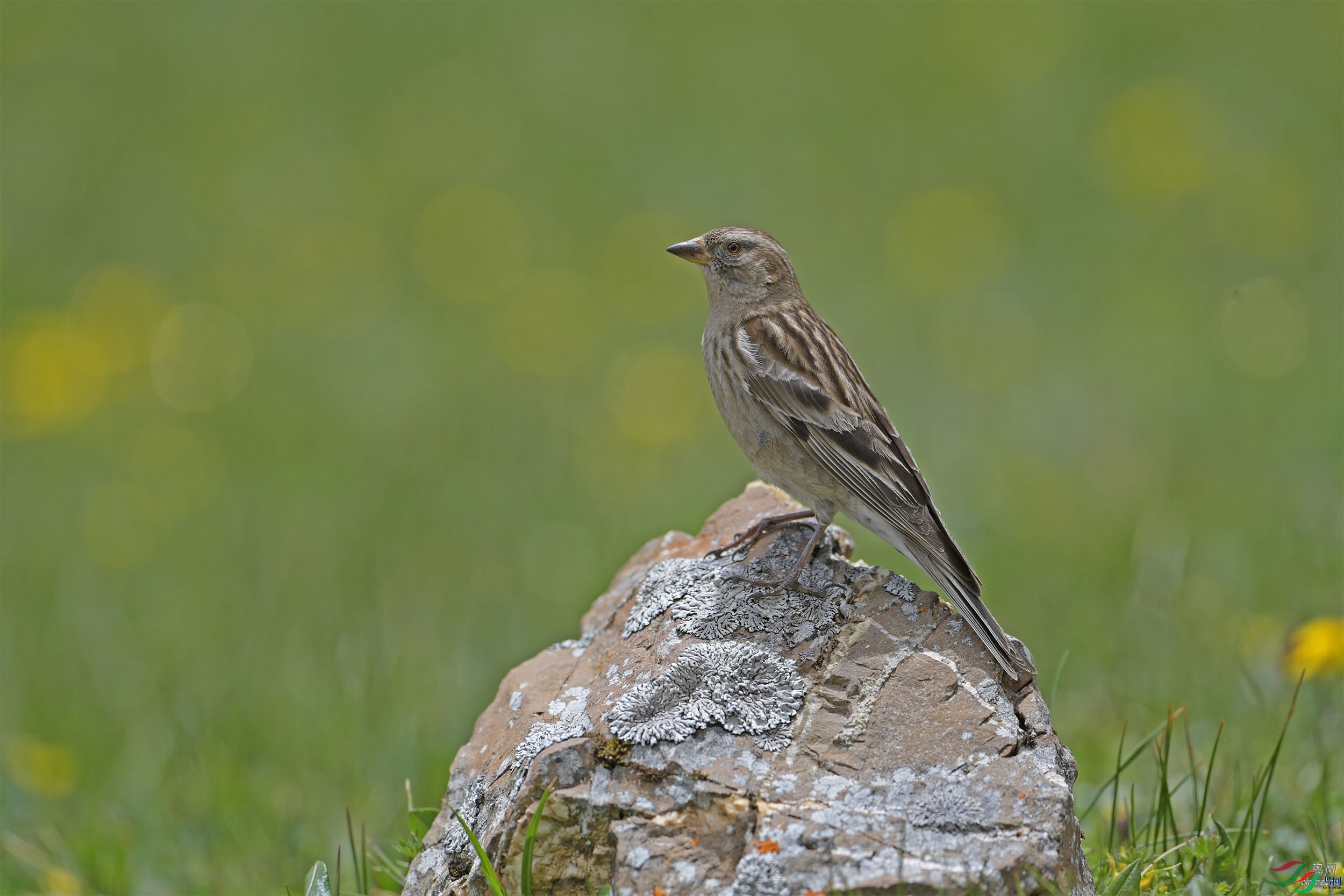 ����ӭ��  ��ʦ�������Ĵ�ʡ���Ӳ���Ǽ���������봨��.jpg