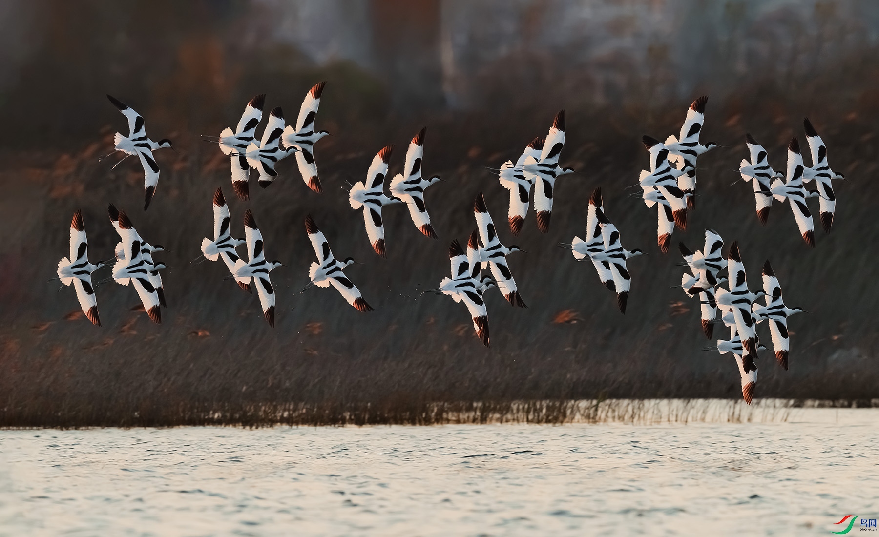 DSC_5515.jpg