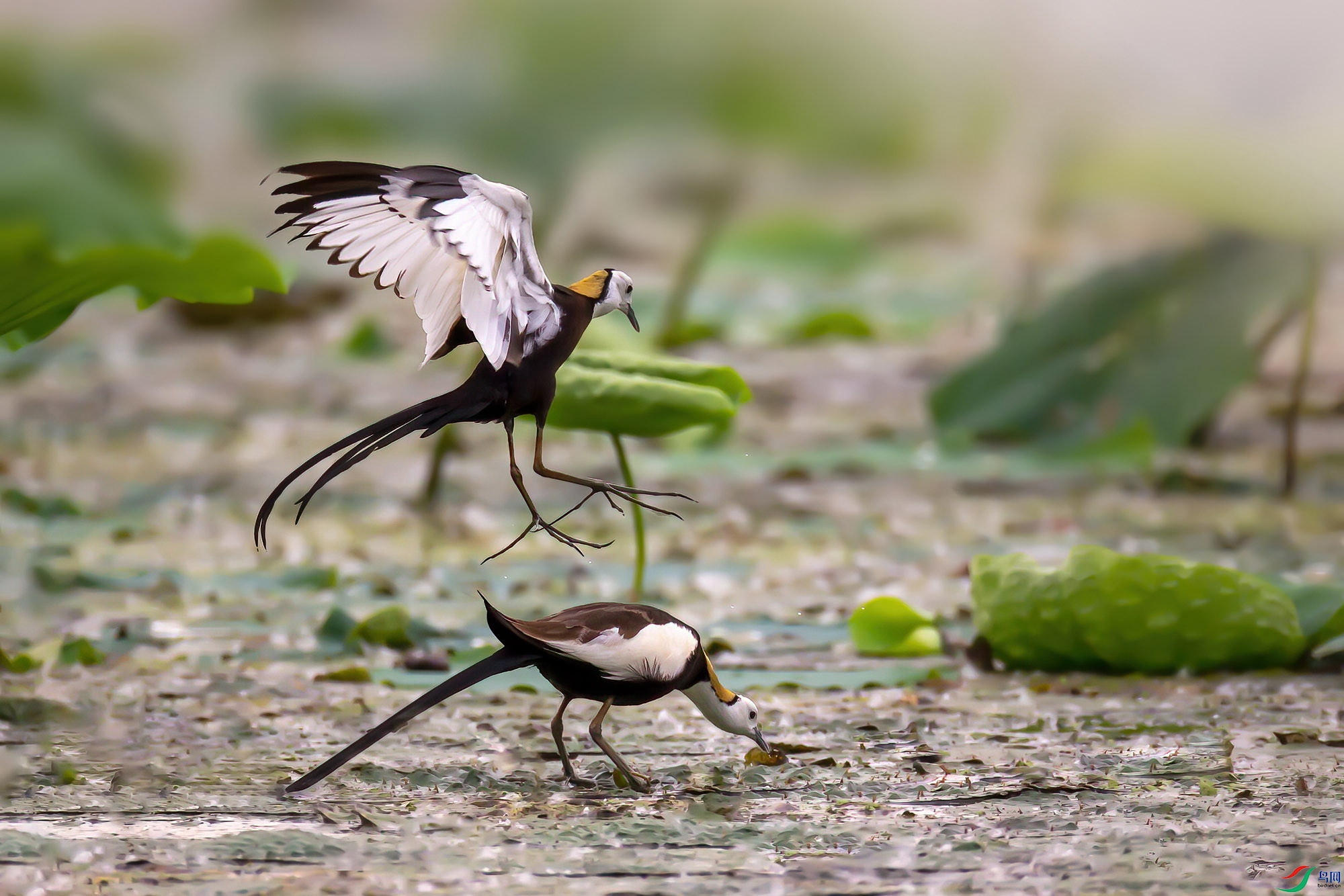 BC8V0268 ���� 2.jpg