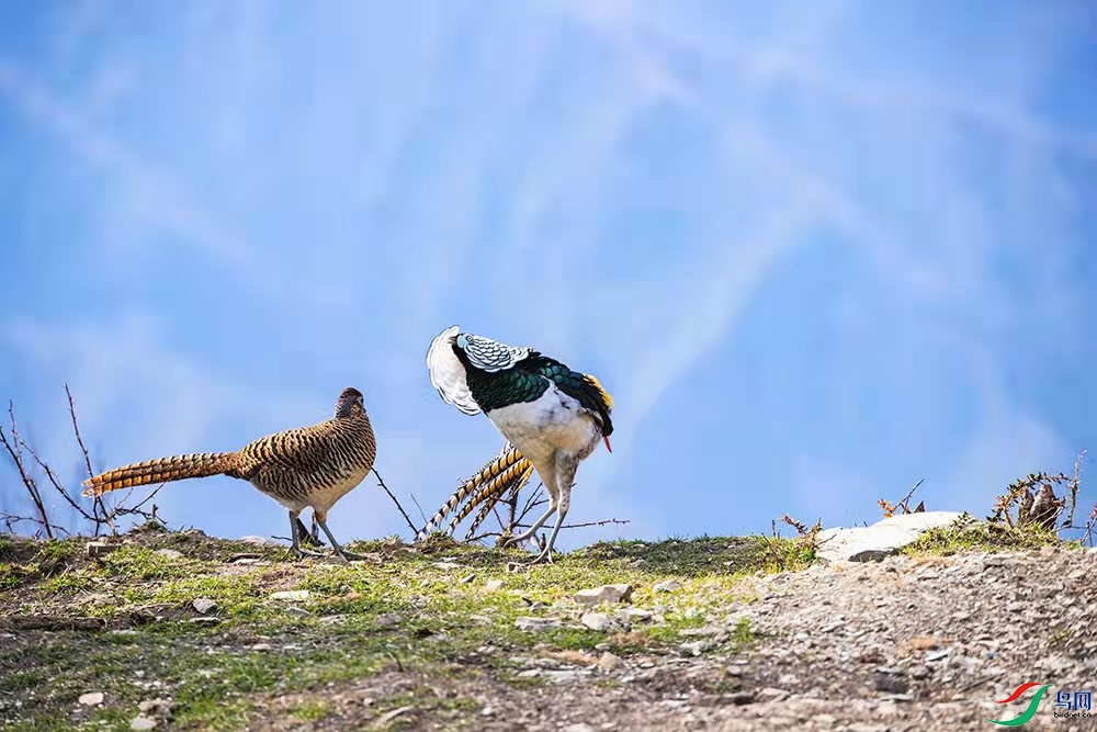 ��ż�ļ���