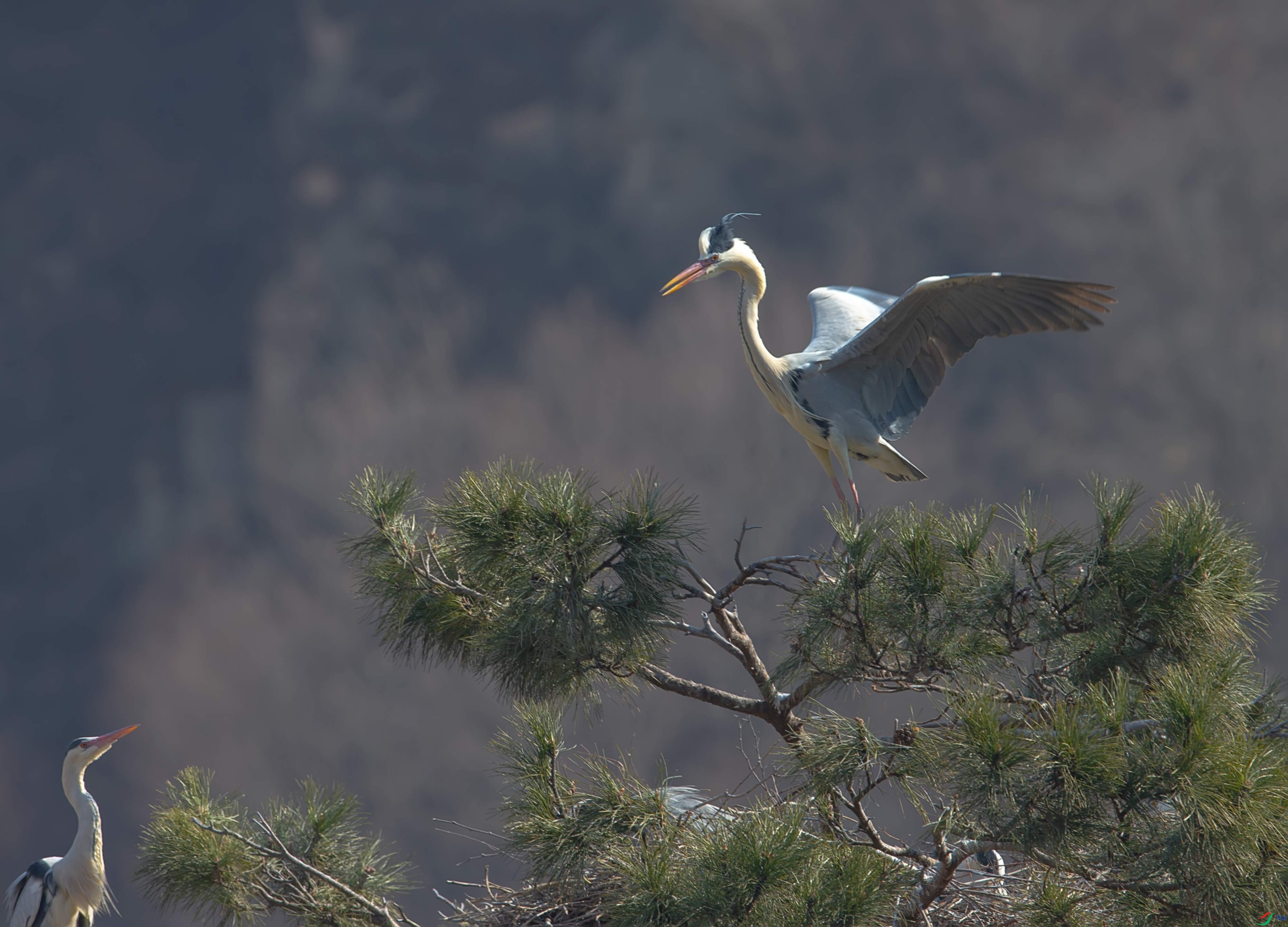 _66U0313���� - ���� - ����.jpg