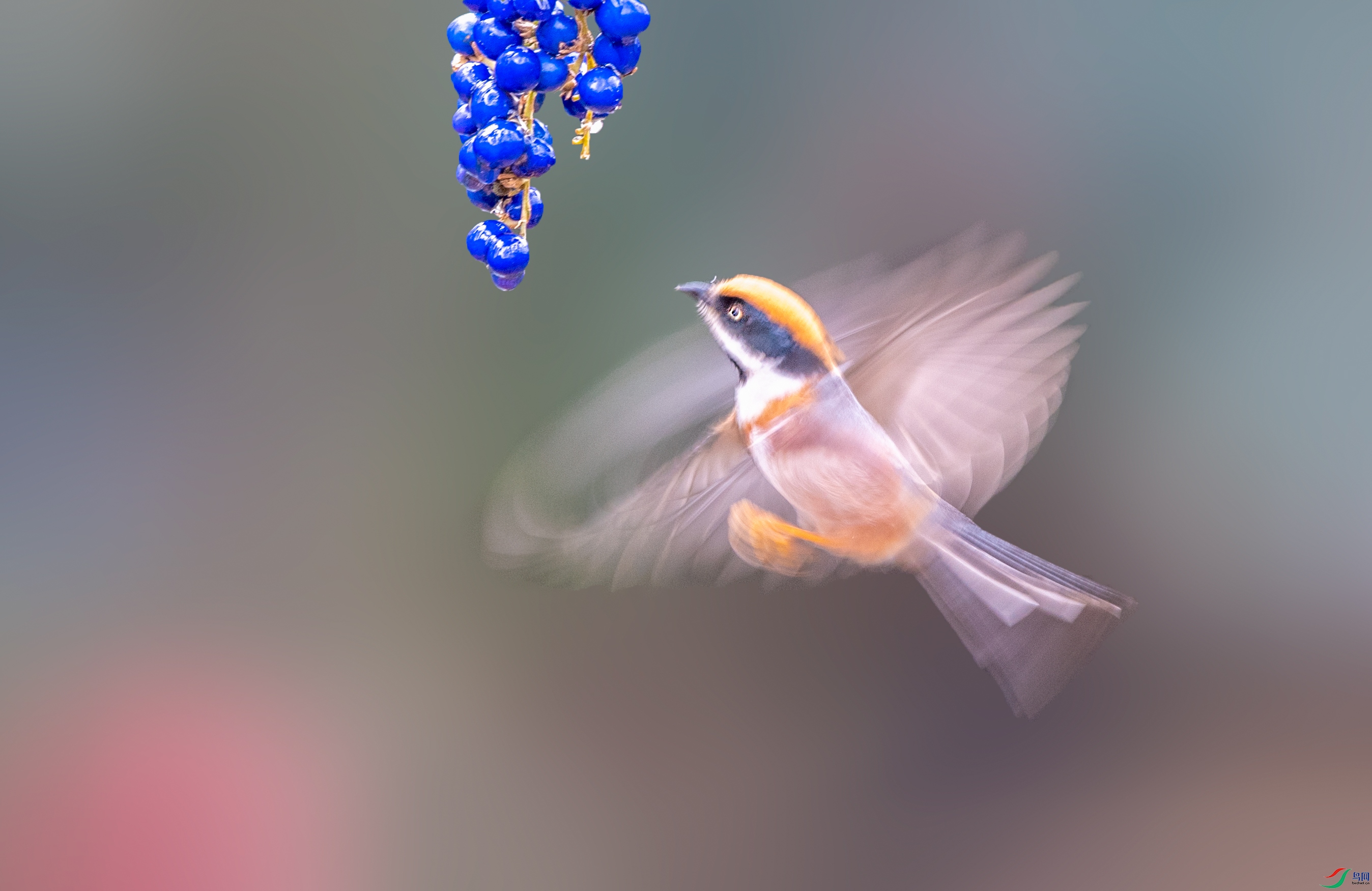 DSC_2162f.jpg