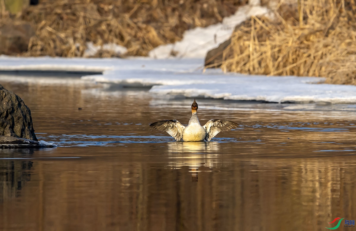_DSC0903.jpg-.jpg